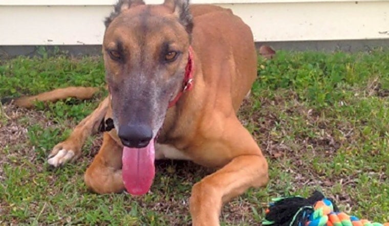 Dogs in Tampa looking for their fur-ever homes