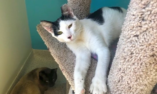 Cats in Indianapolis looking for their fur-ever homes
