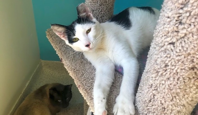 Cats in Indianapolis looking for their fur-ever homes