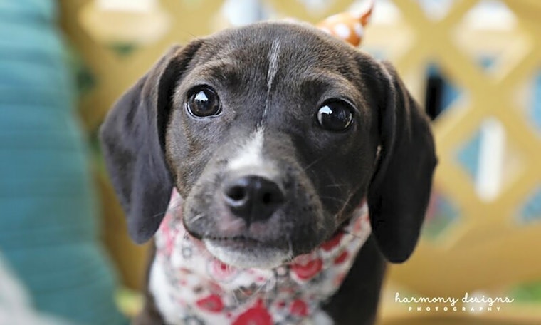 Puppies in Nashville looking for their fur-ever homes