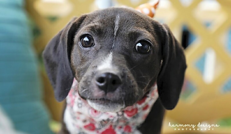 Puppies in Nashville looking for their fur-ever homes