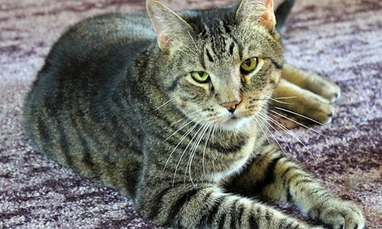 Cats in Minneapolis looking for their fur-ever homes