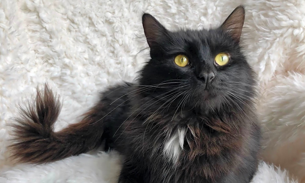 Cats in Chicago looking for their furever homes