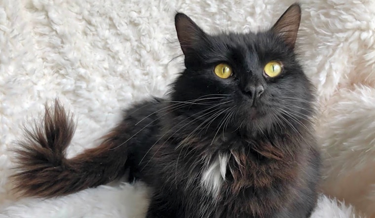 Cats in Chicago looking for their fur-ever homes