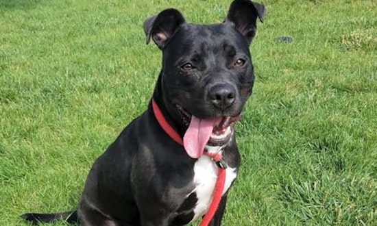 Dogs in St. Louis looking for their fur-ever homes