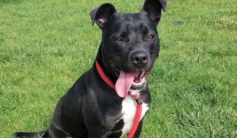 Dogs in St. Louis looking for their fur-ever homes