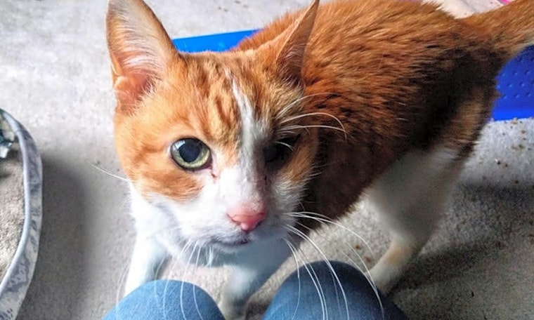 Cats in Kansas City looking for their fur-ever homes