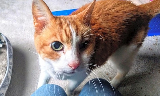 Cats in Kansas City looking for their fur-ever homes