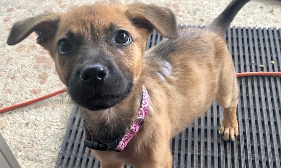 Puppies in New Orleans looking for their fur-ever homes