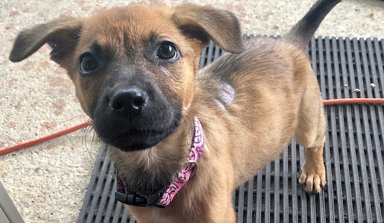 Puppies in New Orleans looking for their fur-ever homes