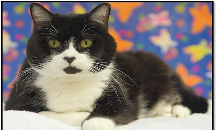 Cats in Houston looking for their fur-ever homes