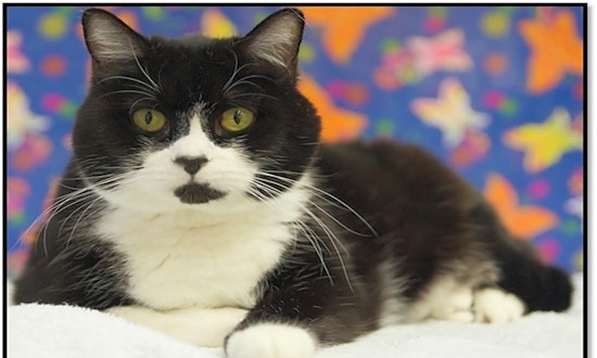 Cats in Houston looking for their fur-ever homes