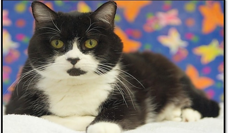 Cats in Houston looking for their fur-ever homes