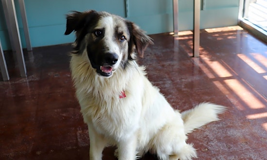 Dogs in San Antonio looking for their fur-ever homes