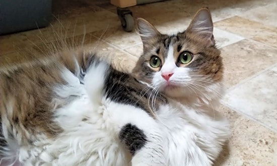 Cats in Dallas looking for their fur-ever homes