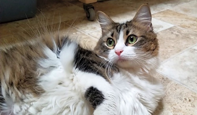 Cats in Dallas looking for their fur-ever homes
