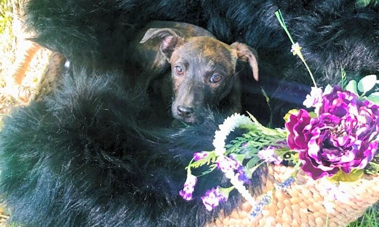 Puppies in Fort Worth looking for their fur-ever homes