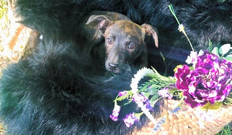 Puppies in Fort Worth looking for their fur-ever homes