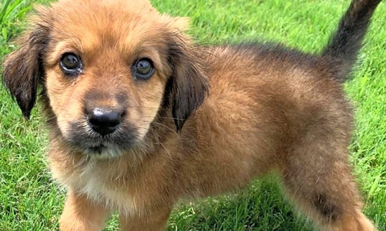 Puppies in Plano looking for their fur-ever homes
