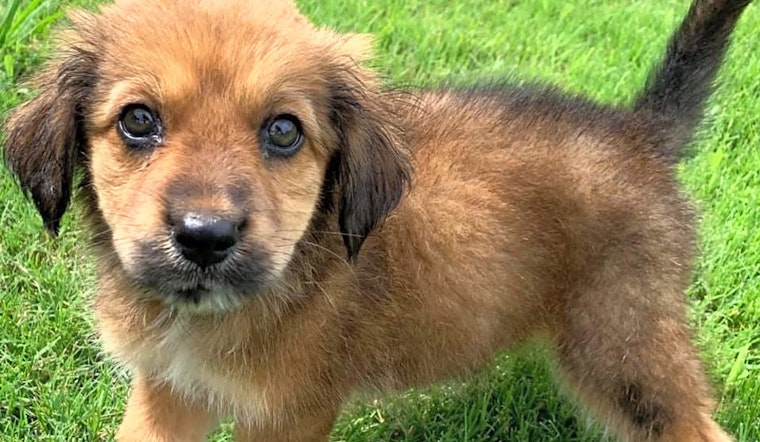 Puppies in Plano looking for their fur-ever homes
