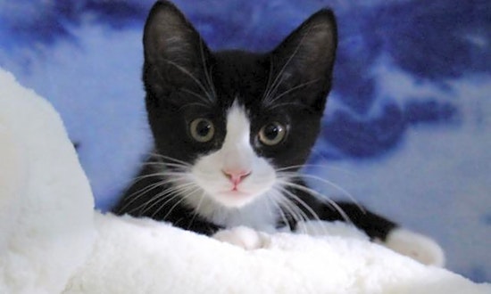 Kittens in Arlington looking for their fur-ever homes