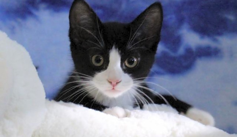 Kittens in Arlington looking for their fur-ever homes