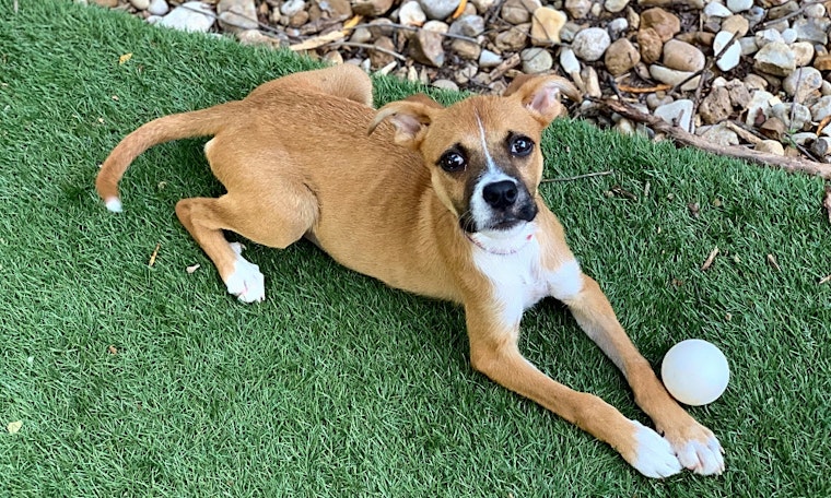 Puppies in Austin looking for their fur-ever homes