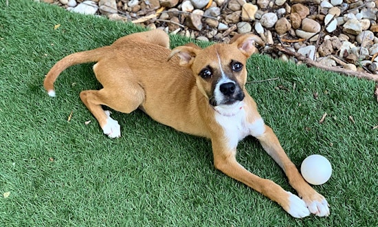 Puppies in Austin looking for their fur-ever homes
