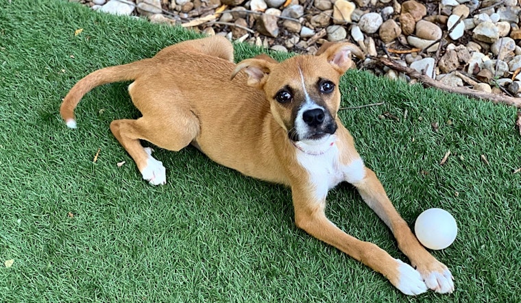 Puppies in Austin looking for their fur-ever homes