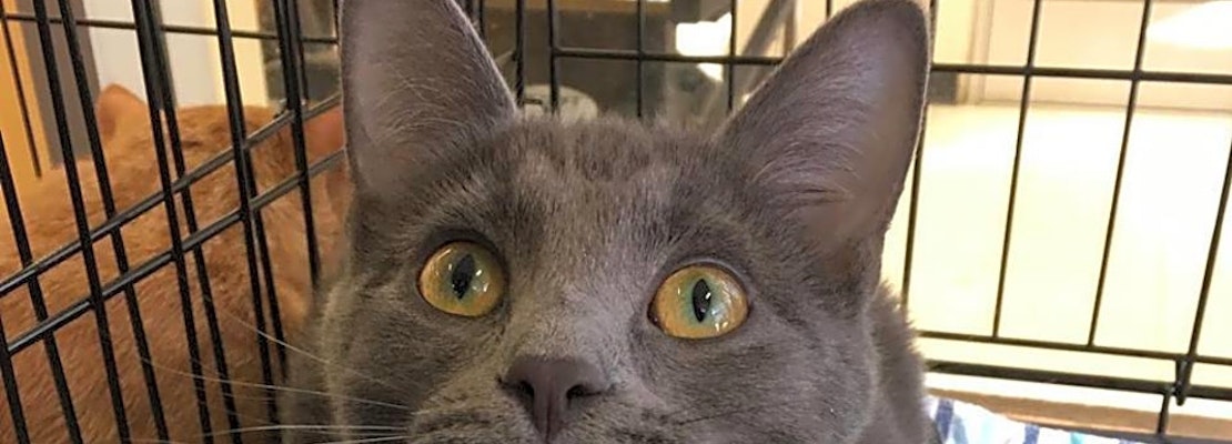 Kittens in Omaha looking for their fur-ever homes