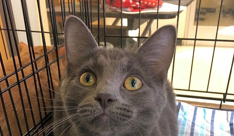 Kittens in Omaha looking for their fur-ever homes