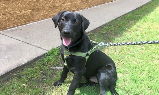 Puppies in Oklahoma City looking for their fur-ever homes
