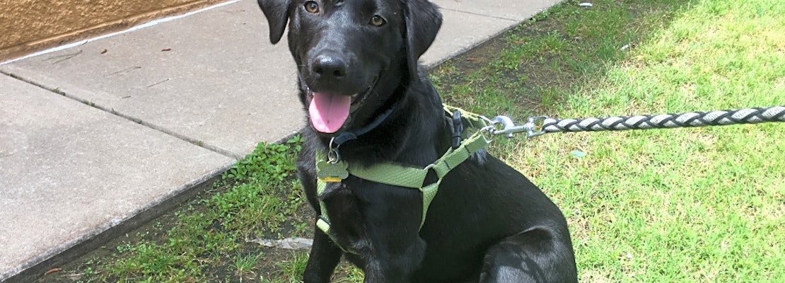 Puppies in Oklahoma City looking for their fur-ever homes