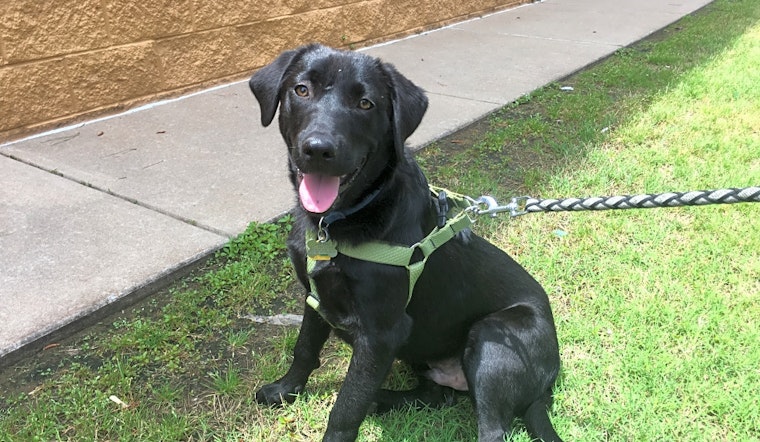 Puppies in Oklahoma City looking for their fur-ever homes