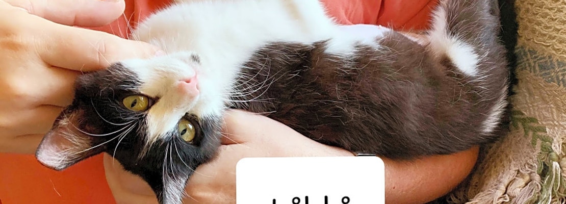 Cats in Tulsa looking for their fur-ever homes