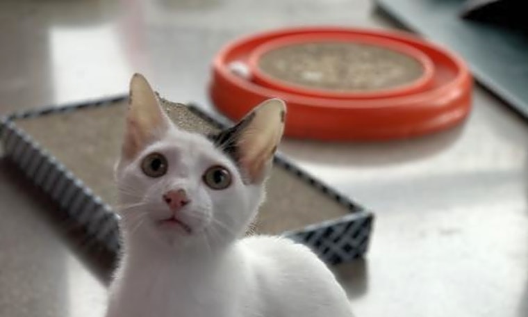 Kittens in Denver looking for their fur-ever homes