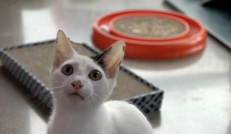 Kittens in Denver looking for their fur-ever homes