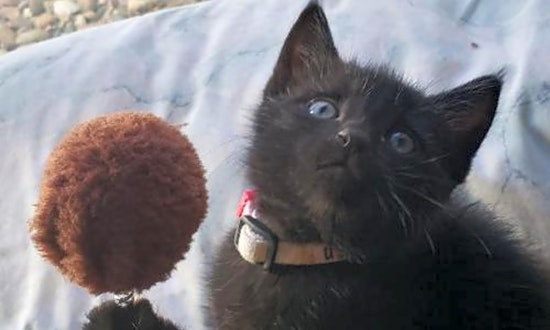 Kittens in Colorado Springs looking for their fur-ever homes