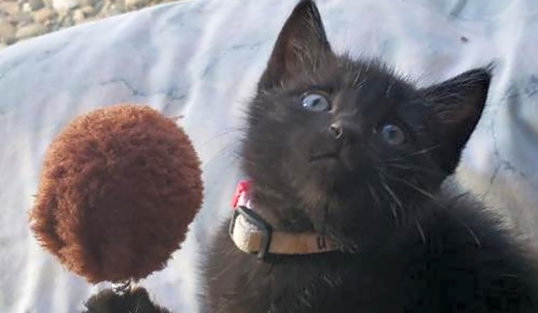 Kittens in Colorado Springs looking for their fur-ever homes