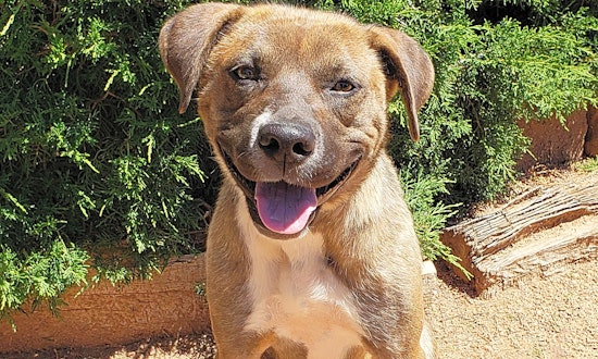 Dogs in Albuquerque looking for their fur-ever homes