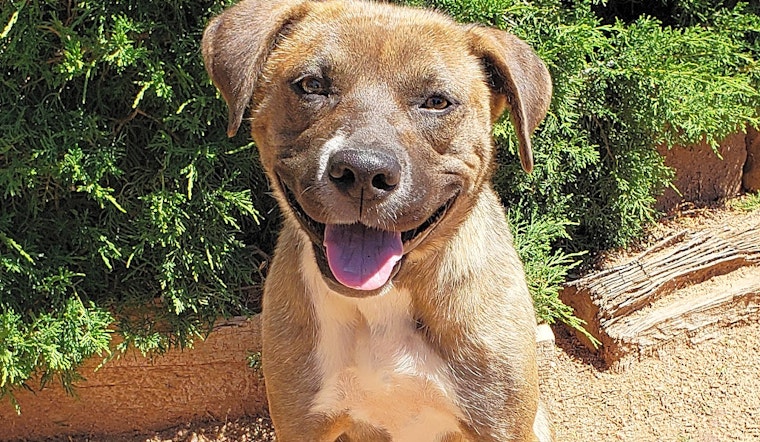 Dogs in Albuquerque looking for their fur-ever homes