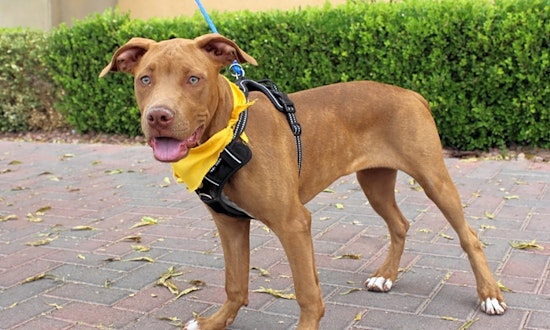 Puppies in Las Vegas looking for their fur-ever homes