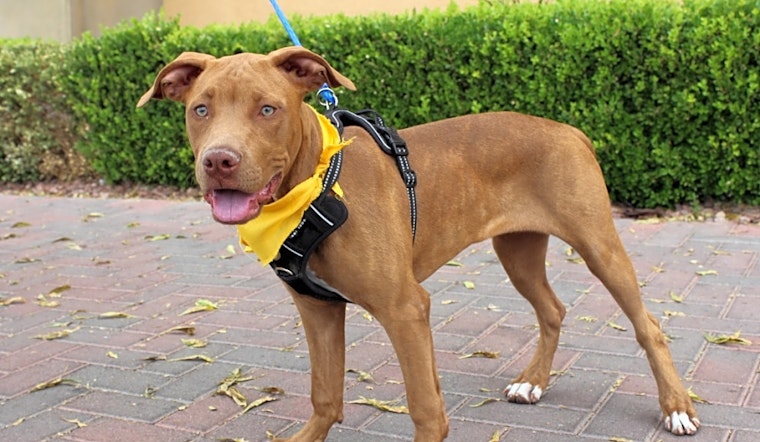 Puppies in Las Vegas looking for their fur-ever homes