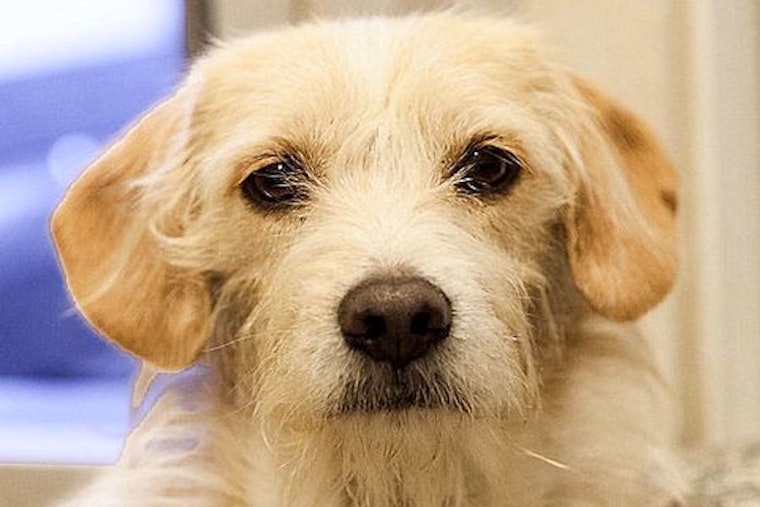 Puppies in Berkeley looking for their fur-ever homes
