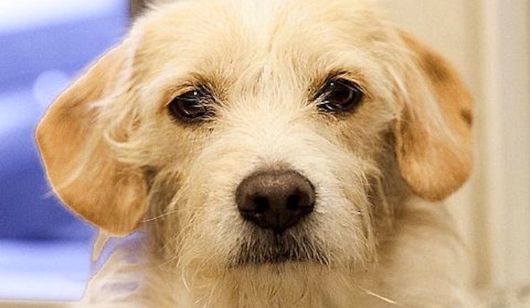 Puppies in Berkeley looking for their fur-ever homes