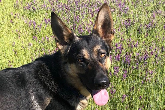 Dogs in San Jose looking for their fur-ever homes
