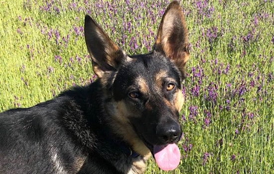 Dogs in San Jose looking for their fur-ever homes