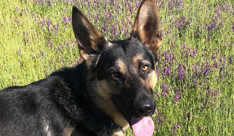 Dogs in San Jose looking for their fur-ever homes
