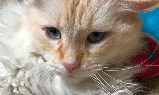 Cats in Phoenix looking for their fur-ever homes