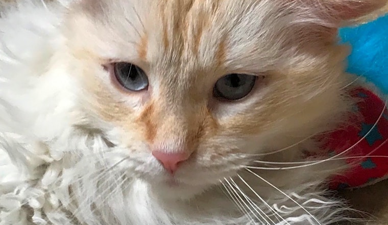 Cats in Phoenix looking for their fur-ever homes